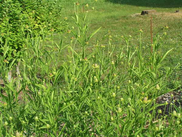 New Herb - Row 4, echinacea paradoxa buds crop July 2019.jpg
