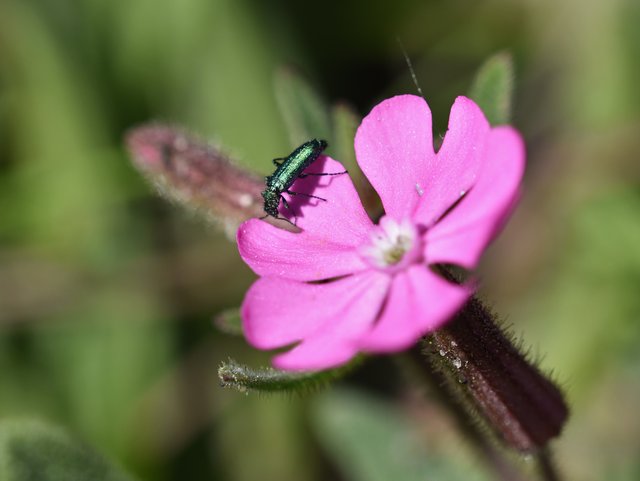 Lytta vesicatoria + Silene littorea 1.jpg