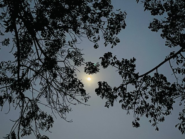 IMG_8732.jpeg