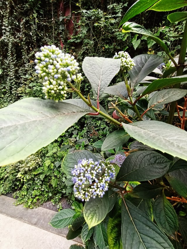 Dichroa hydrangea 2.jpg