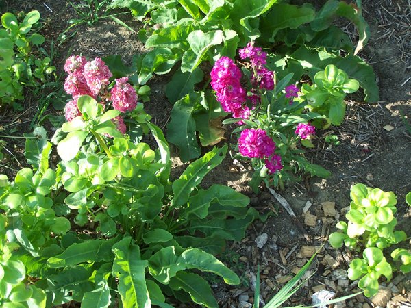 New Herb - Row 4, stocks, purslane crop July 2019.jpg