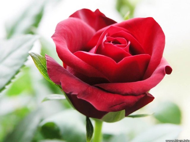 beautiful red roses wallpapers 3.jpg