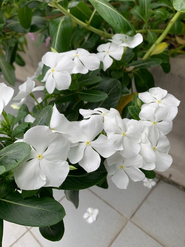 garden5.jpg