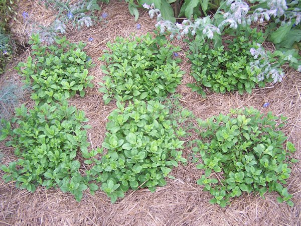 New Herb - Row 2, soapwort crop Aug. 2018.jpg
