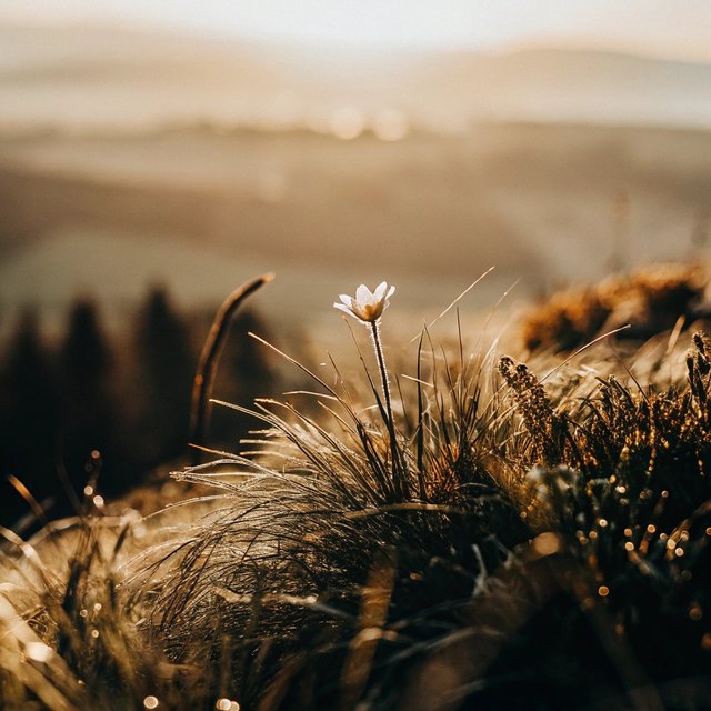 beautiful-flower-at-hill-top (6).jpg