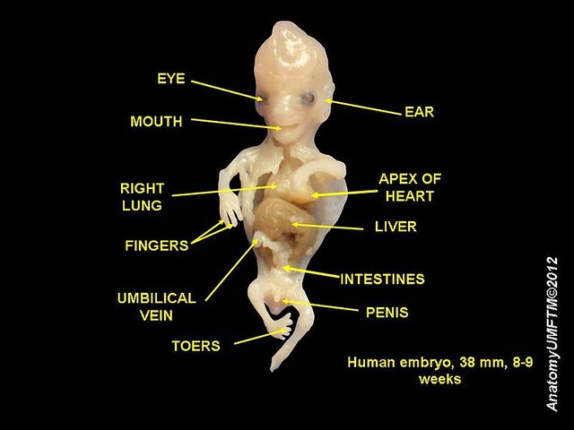 800px-Human_embryo_8_weeks_2.JPG