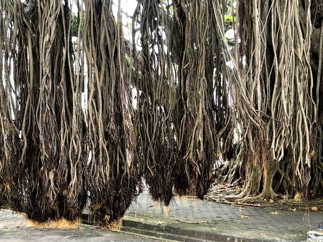 Kassapa  tree roots Ficus benghalensis.jpg