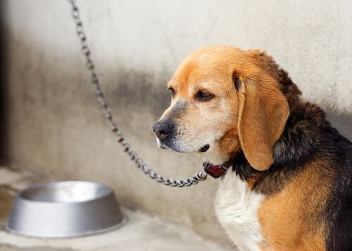 Dejar encadenados a los perros pudiera ser sancionado con una multa de hasta 5_000 euros - Zoorprendente.jpeg