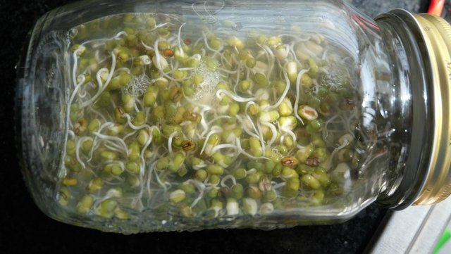 mung-bean-sprouts-5.jpg