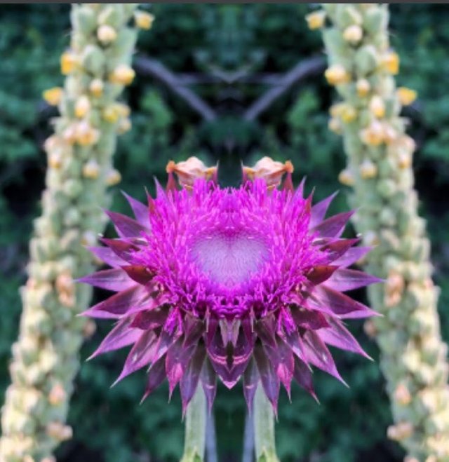 thistle flower-CJH.jpg