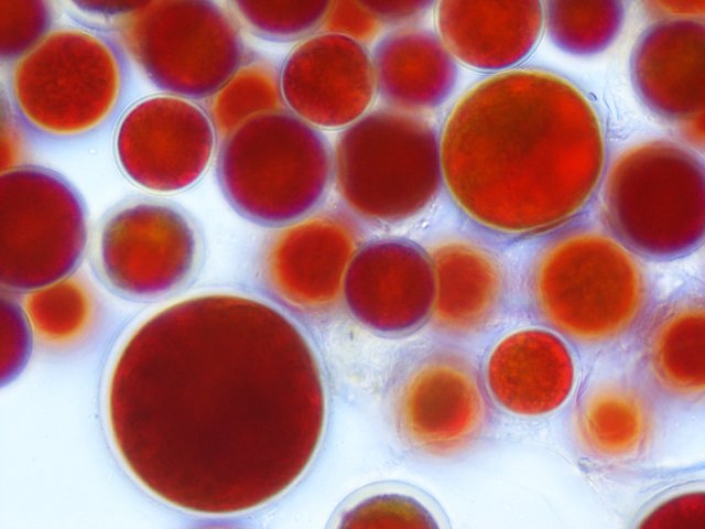 red_cells-min.jpg