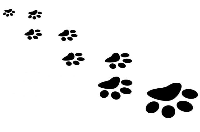 paw-163683_640.jpg