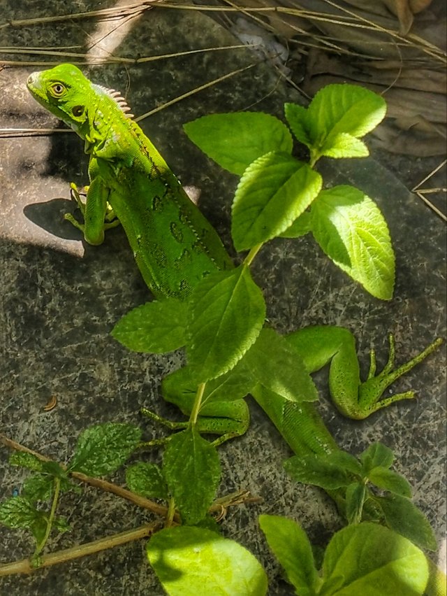 1001028039-01.jpeg