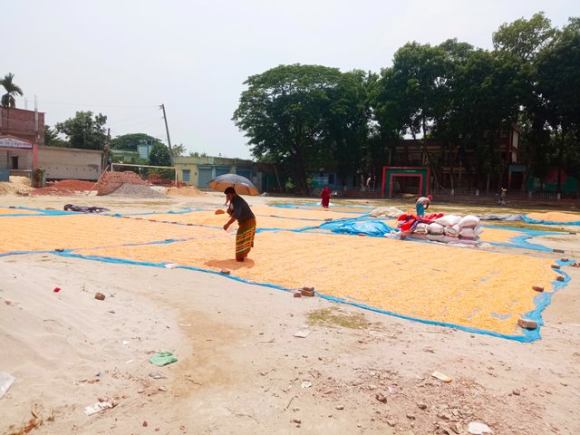 ভুট্টা (1).jpg