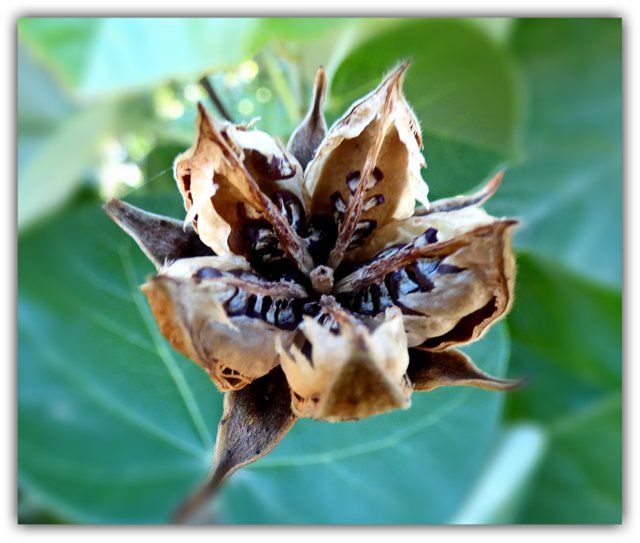 F 1 seed pod.jpg