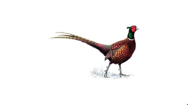 pheasant_male_1200x675.jpg