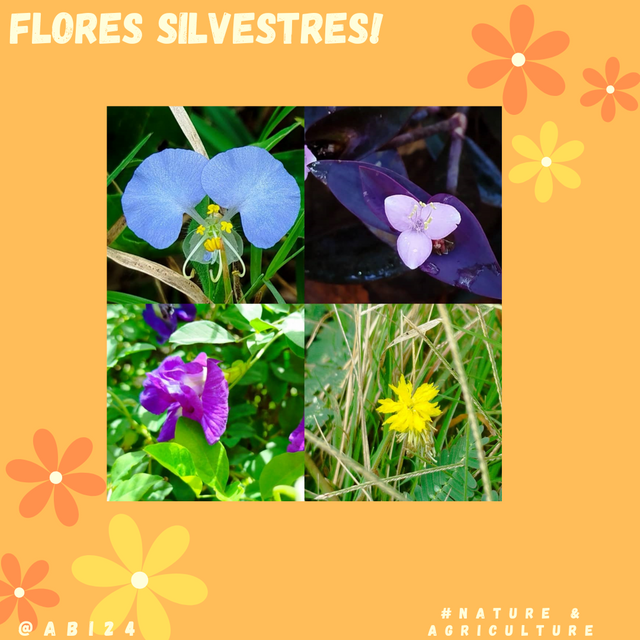 FLORES SILVESTRES! @abi24.png