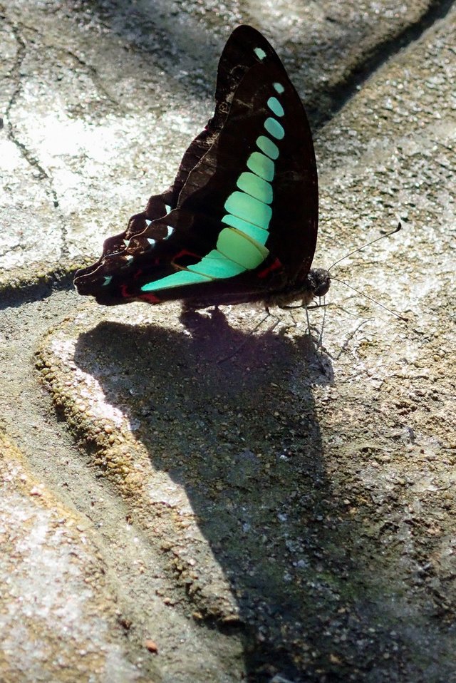Butterfly-97.jpg