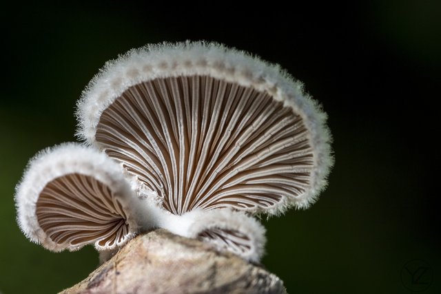 mushroom-3742554_1280.jpg