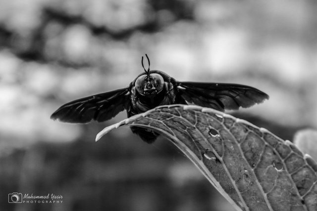 YASIR BNW (4).jpg