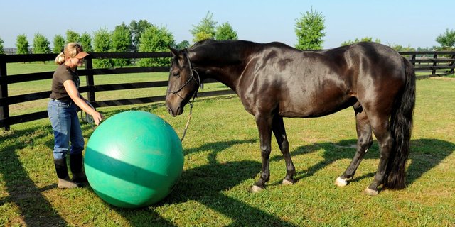 handler-and-horse-with-giant-ball-1280x640.jpg