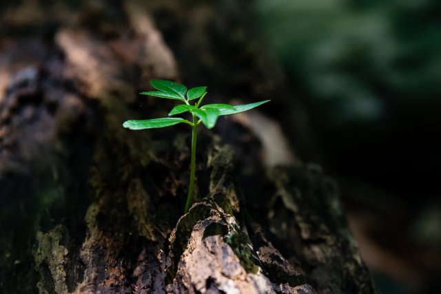 close-up-environment-flora-ground-1151418.jpg