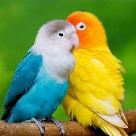 Nice Bird Couple Photo Steemit