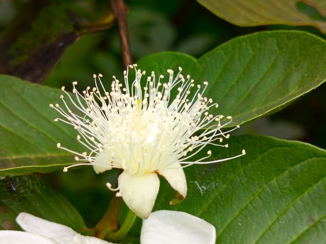 peyarafull (2).jpg