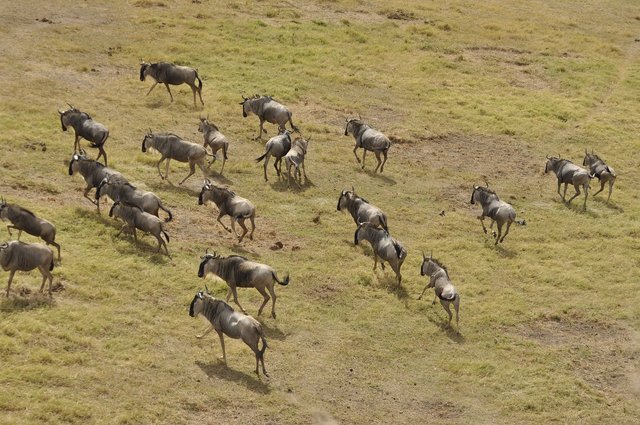 wildebeest-migration-3995945_1280.jpg