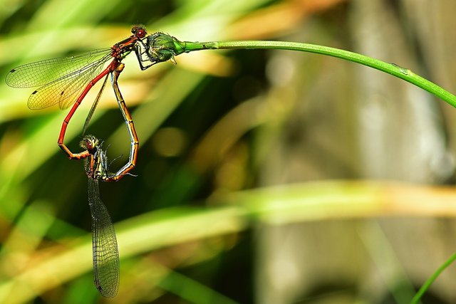 dragonflies-5252198_1280.jpg