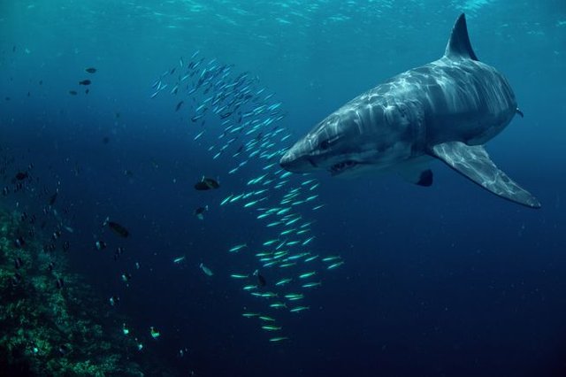 Great White Shark feeding.jpg