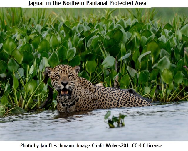 Pantanal jaguar_JF Wolves201Jan Fleshmann 4.0.jpg
