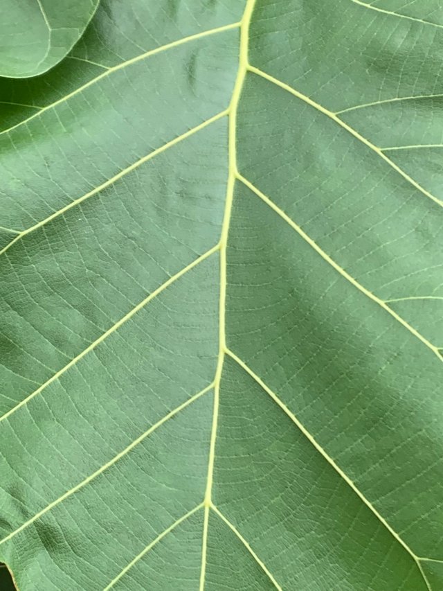 nature113.jpg