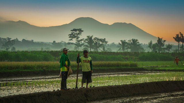 rice-fields-7054018_1280.jpg