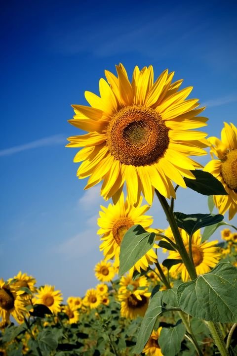 field-of-sunflowers-royalty-free-image-182776799-1548366869.jpg