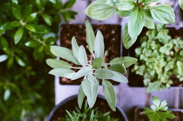 pots-with-basil-in-garden.jpg