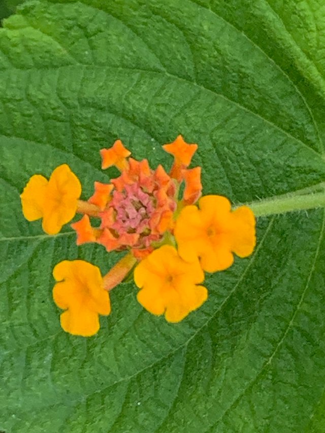 flower109.jpg