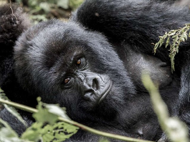 Best Tips for Pairing Tanzania Tours and Rwanda Gorilla Safari.jpg