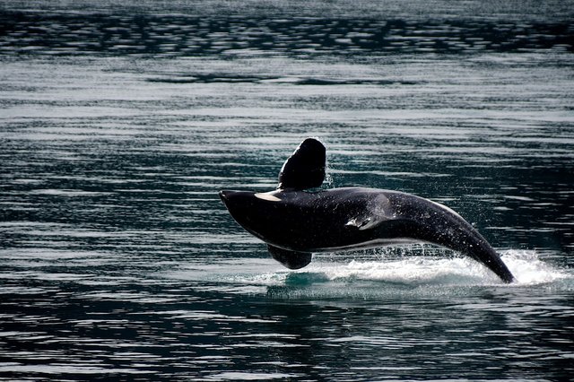 aquatic-black-and-white-dolphin-219945.jpg
