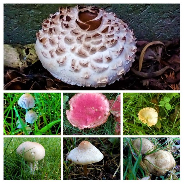 20191102_103352-COLLAGE (2).jpg