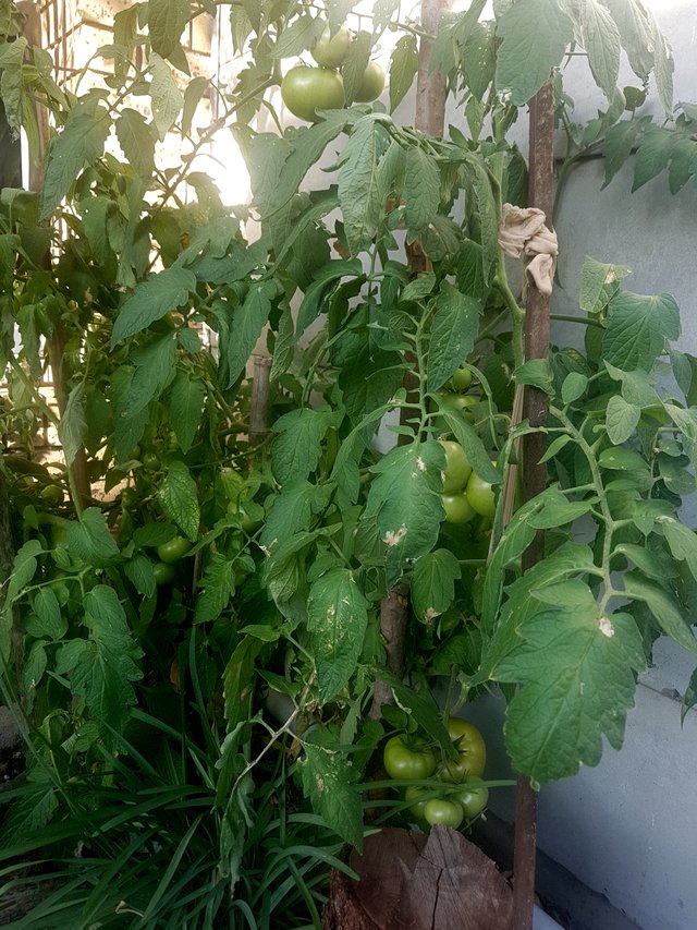 tomatobush1.jpg