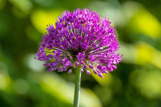 allium-8068049_1920.jpg