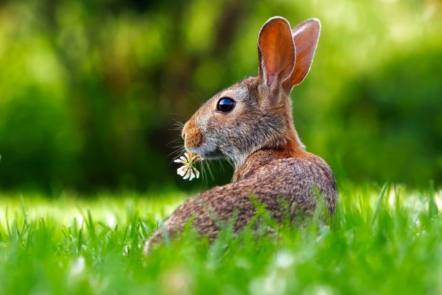 adorable-animal-bunny-255387.jpg