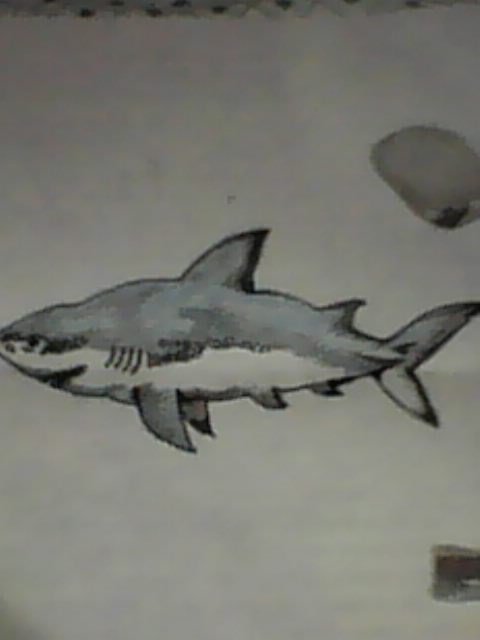 IMG0508A.jpg