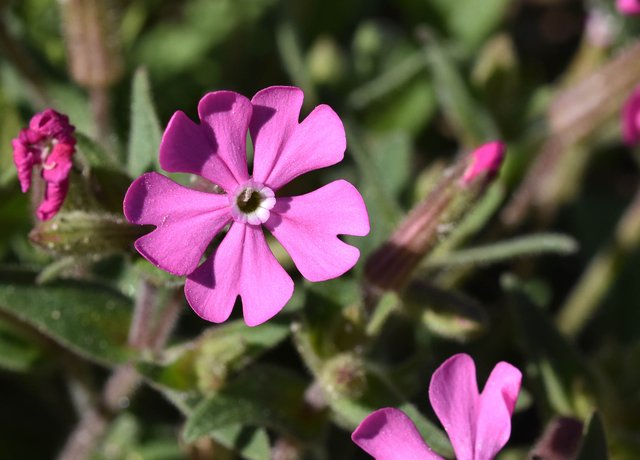 Silene littorea pink wildflower 6.jpg