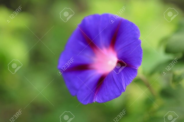 95762380-blue-rock-bindweed-flower.jpg