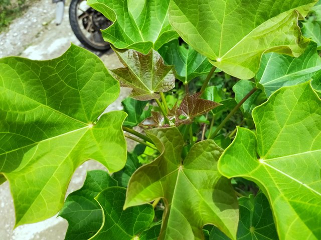 Leaves Fresh Jatropha (5).jpg