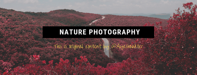Nature photograph.png