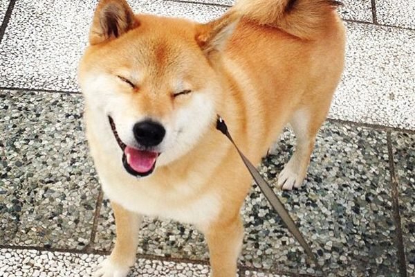 cho-shiba-inu-14-giong-cho-dep-nhat-the-gioi-600x400.jpg