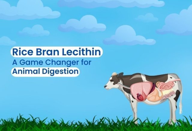 Rice Bran Lecithin (1).jpg